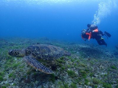 小琉球水上活動全攻略|與海龜共游、SUP、潛水體驗、浮潛價位一次看懂